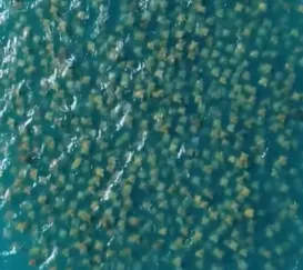 Cardume de 10 mil raias encanta em praia da Região do Lagos
