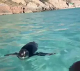Casal é surpreendido por pinguim em Arraial do Cabo; vídeo