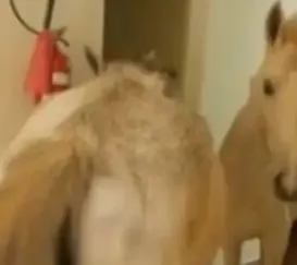 Cavalos invadem hospital e surpreendem funcionários e pacientes; vídeo