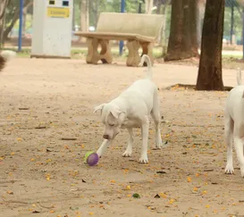 Consultas veterinárias de graça em São Gonçalo neste sábado (31)