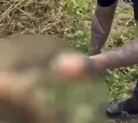 Crueldade em Búzios: dois cachorros são amarrados e mortos