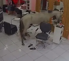 Dia da beleza: cavalo invade salão em Teresina