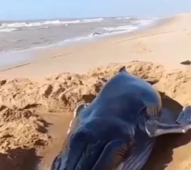 Filhote de baleia morre encalhada em praia do Rio; vídeo