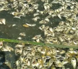 Lagoa de Niterói agoniza à espera de solução do governo estadual