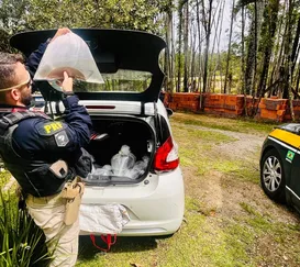 Mais de 20 arraias são resgatadas na Baixada Fluminense