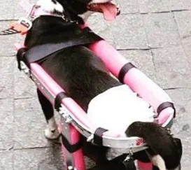 Morte de cachorra em condomínio de Niterói vira caso de polícia