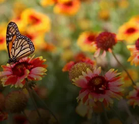 O que você não sabia sobre a primavera