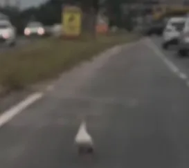 Pato invade RJ-104 e causa alvoroço em São Gonçalo; vídeo