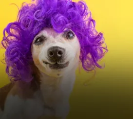 Por que agosto é popularmente conhecido como 'mês de cachorro louco'?