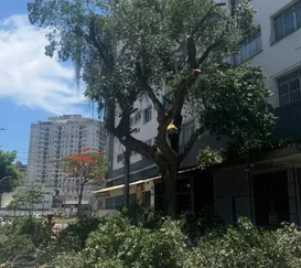 Replantio confirmado no Centro de Niterói após realização de obras