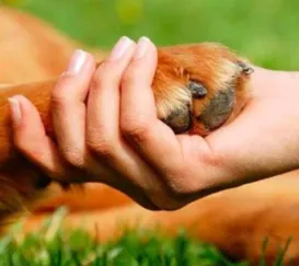 Tratamento de animais será pago por agressores no Rio