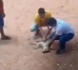 Vídeo emocionante: PM faz massagem cardíaca e salva cachorro