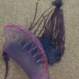 Alerta de caravelas-portuguesas em praias da Região dos Lagos