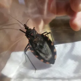 Barbeiro que causa Doença de Chagas é achado em Niterói: saiba o que fazer
