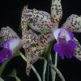 Exposição de orquídeas chega este fim de semana em Niterói