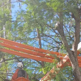 Mais de 2 mil árvores serão podadas em Niterói