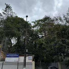 Moradores se mobilizam contra derrubada de árvores em Niterói