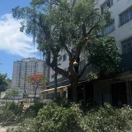 Replantio confirmado no Centro de Niterói após realização de obras