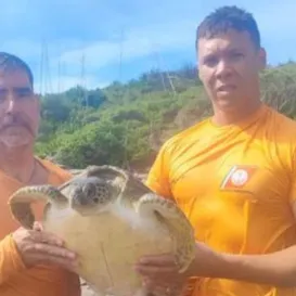 Tartarugas-marinhas são resgatadas após ficarem presas em rede