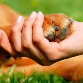 Tratamento de animais será pago por agressores no Rio