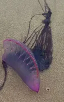 Imagem ilustrativa da imagem Alerta de caravelas-portuguesas em praias da Região dos Lagos