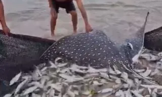 Imagem ilustrativa da imagem Arraia diferentona é devolvida ao mar após cair em rede de pesca em Niterói