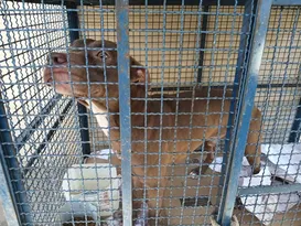 Imagem ilustrativa da imagem Ataque de pitbull deixa crianças feridas em escola do Rio
