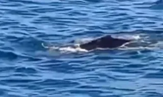 Imagem ilustrativa da imagem Baleia acompanha resgate em praia de Niterói; vídeo