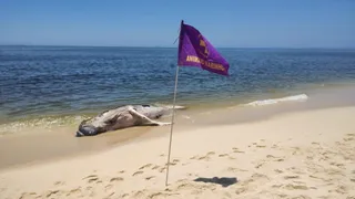 Imagem ilustrativa da imagem Baleia é encontrada morta em praia de Maricá