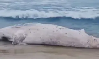 Imagem ilustrativa da imagem Baleia é encontrada morta em praia do Rio