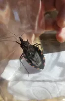 Imagem ilustrativa da imagem Barbeiro que causa Doença de Chagas é achado em Niterói: saiba o que fazer