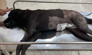 Imagem ilustrativa da imagem Cachorra é morta a tiros em comunidade do Rio