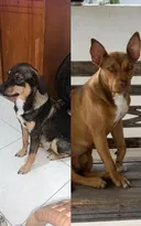Imagem ilustrativa da imagem Cadelas de Mulher Abacaxi somem em Maricá; R$ 5 mil de recompensa