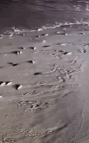 Imagem ilustrativa da imagem Cardume aparece na areia da Praia de Icaraí e intriga frequentadores; vídeo