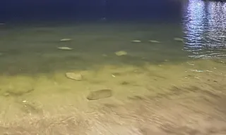 Imagem ilustrativa da imagem Cardume de arraias impressiona em praias de Niterói; vídeo