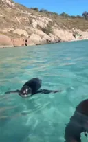 Imagem ilustrativa da imagem Casal é surpreendido por pinguim em Arraial do Cabo; vídeo