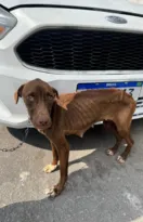 Imagem ilustrativa da imagem Casal preso acusado de enterrar animais vivos na Baixada; vídeo