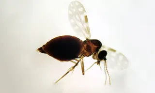 Imagem ilustrativa da imagem Casos de febre oropouche disparam no Brasil em 2025