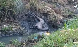 Imagem ilustrativa da imagem Cavalo é arrastado pela chuva e cai em valão em São Gonçalo