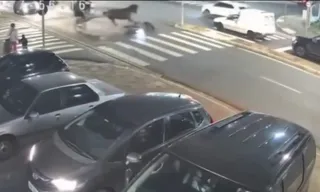 Imagem ilustrativa da imagem Cavalo em charrete atropela motociclista em cruzamento; vídeo
