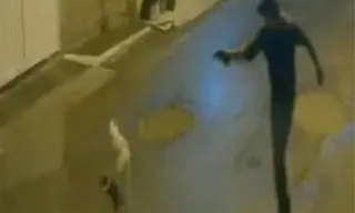 Imagem ilustrativa da imagem Chocante: câmeras flagram homem atirando contra cachorro em Magé