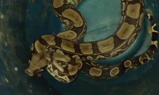 Imagem ilustrativa da imagem Cobra com mais de dois metros surge dentro de casa em Niterói