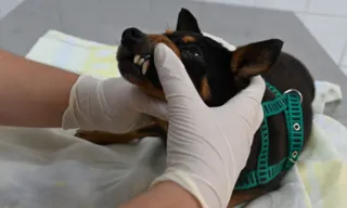 Imagem ilustrativa da imagem Consultas de graça para pets em Niterói; veja como se inscrever