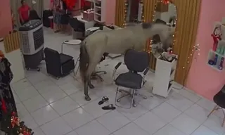 Imagem ilustrativa da imagem Dia da beleza: cavalo invade salão em Teresina