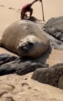Imagem ilustrativa da imagem Elefante-marinho aparece em praia de Maricá e chama atenção; vídeo