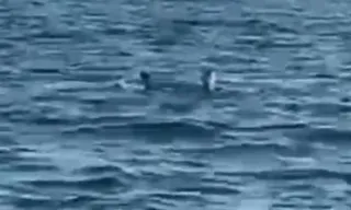 Imagem ilustrativa da imagem Ex-prefeito de Maricá salva cachorro de afogamento e acaba mordido; vídeo