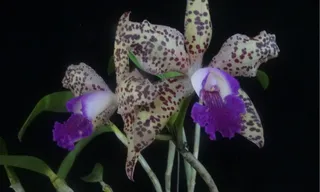 Imagem ilustrativa da imagem Exposição de orquídeas chega este fim de semana em Niterói