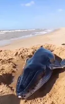 Imagem ilustrativa da imagem Filhote de baleia morre encalhada em praia do Rio; vídeo