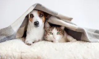 Imagem ilustrativa da imagem Frio demais: como proteger cães e gatos das doenças respiratórias