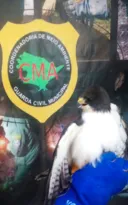 Imagem ilustrativa da imagem Gavião ferido é resgatado em Niterói